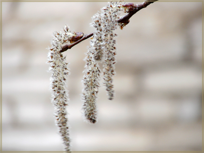 photo "Labels of spring" tags: nature, landscape, flowers, spring