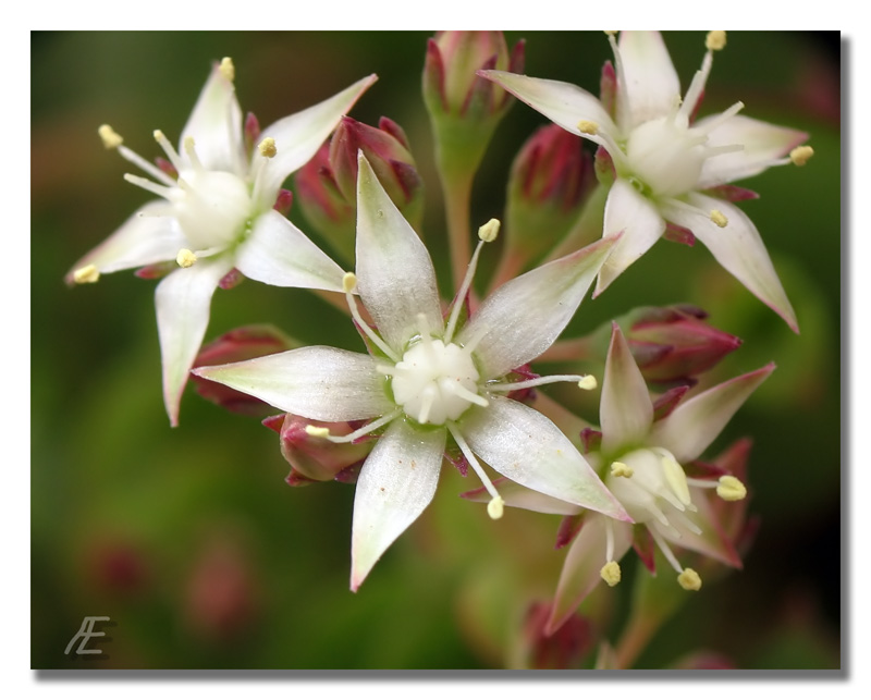 photo "***" tags: nature, macro and close-up, flowers