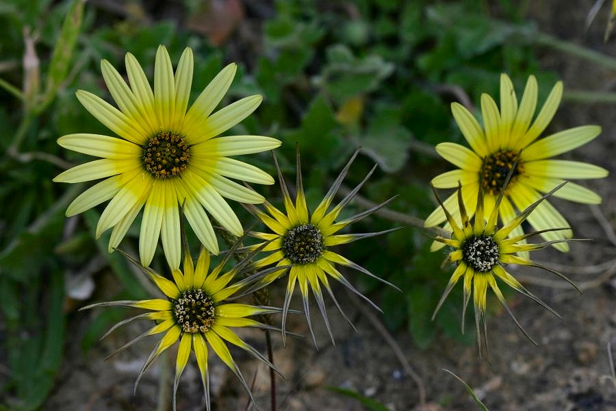 photo "Mother, father and sons and daughters" tags: nature, flowers