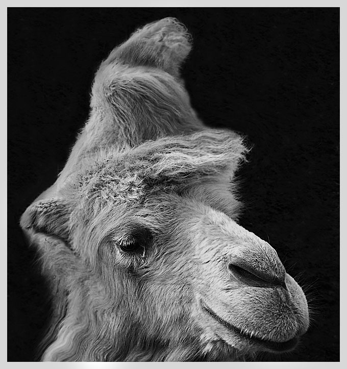 photo "The camel portrait :)" tags: nature, pets/farm animals