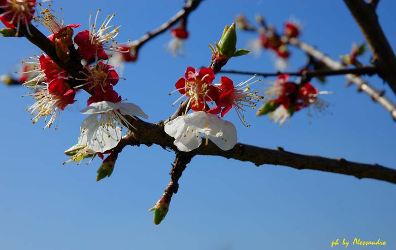 фото "fiori" метки: природа, цветы