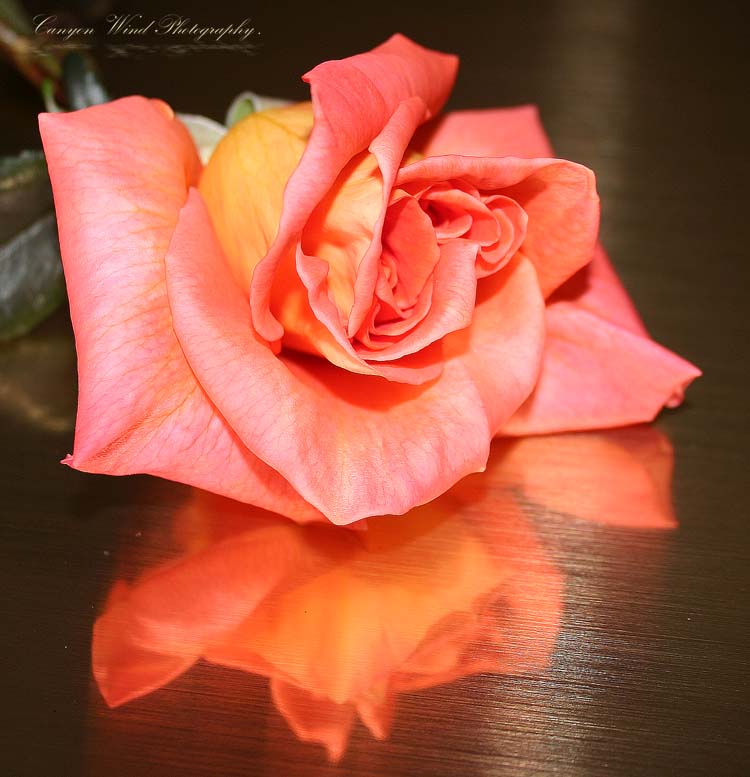 photo "" Reflections In Gold "." tags: nature, still life, flowers