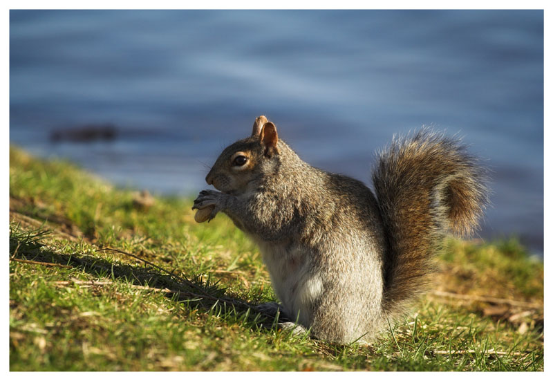 photo "Lunch" tags: nature, wild animals