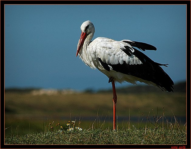 фото "look me" метки: природа, дикие животные