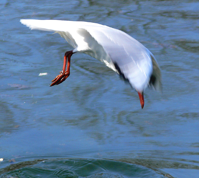 photo "Dive" tags: genre, nature, wild animals