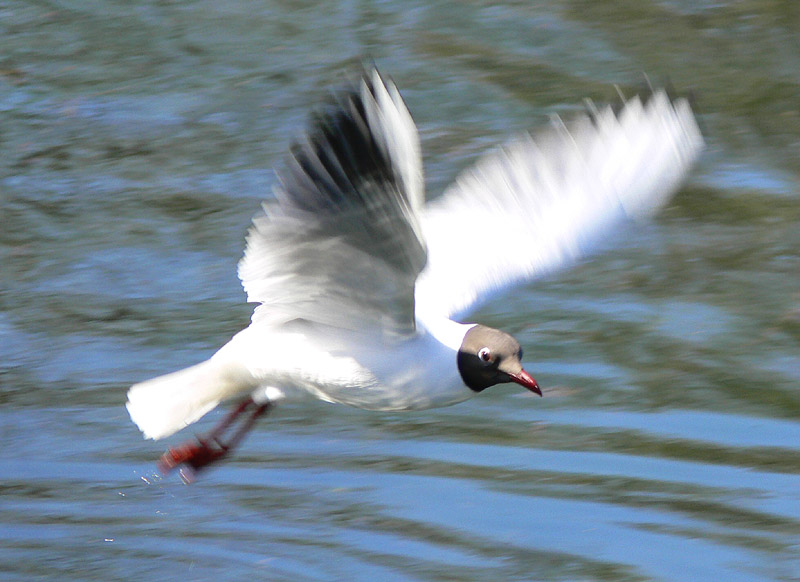 photo "Flying bird" tags: nature, wild animals