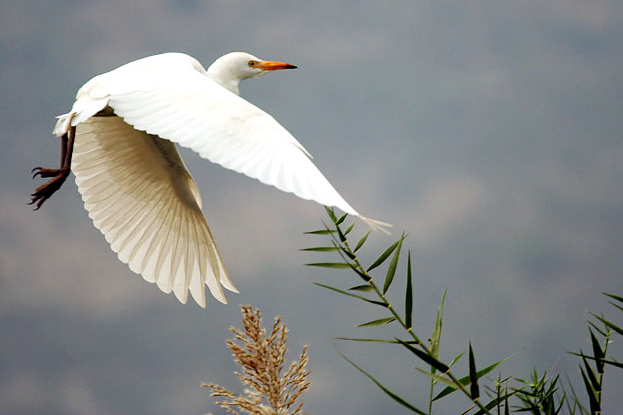 Фотография White Egret - фотограф Misha Torgovitsky. 