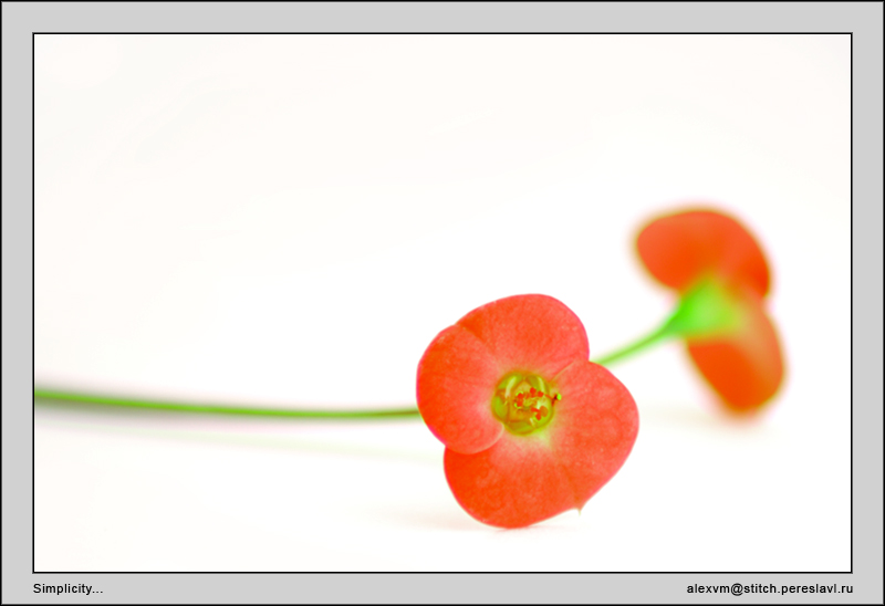 photo "Simplicity..." tags: nature, macro and close-up, flowers