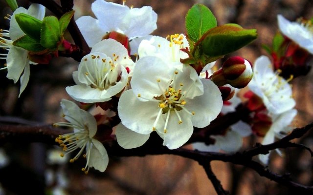 photo "***" tags: nature, macro and close-up, flowers