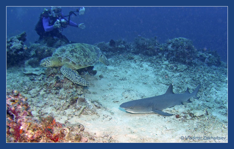 photo "After-dinner sleep" tags: underwater, genre, 