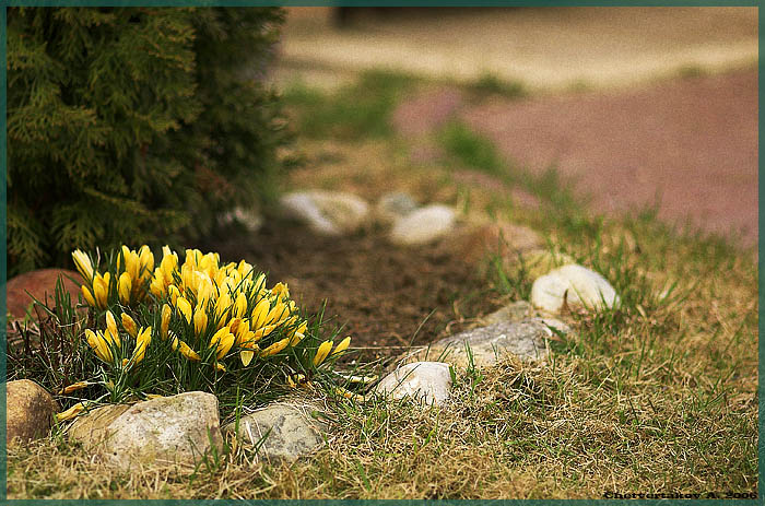 photo "***" tags: landscape, nature, flowers, spring