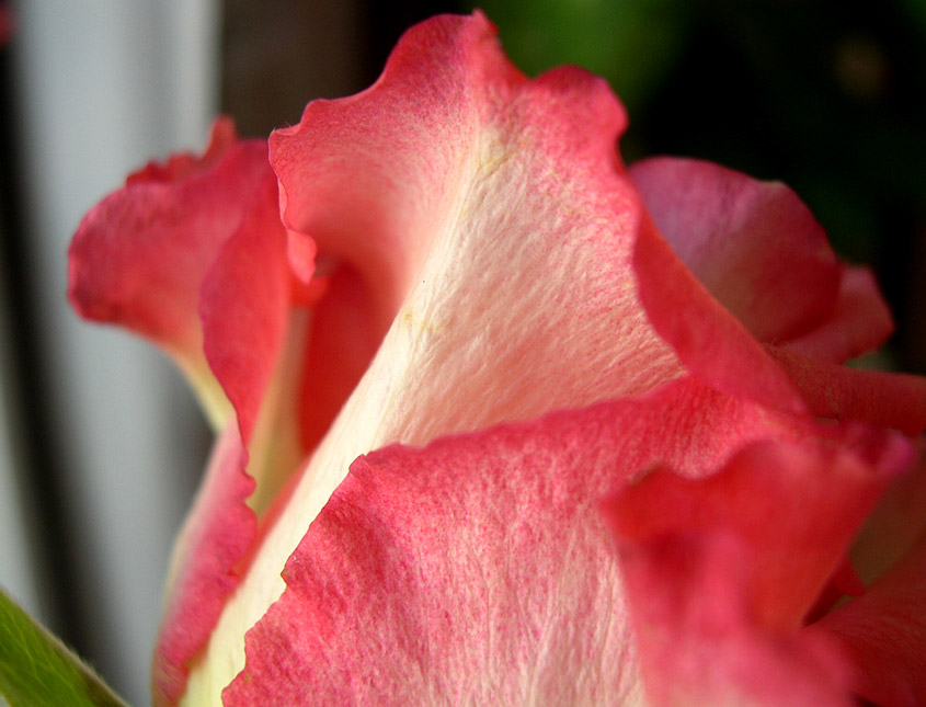 photo "petals" tags: nature, macro and close-up, flowers