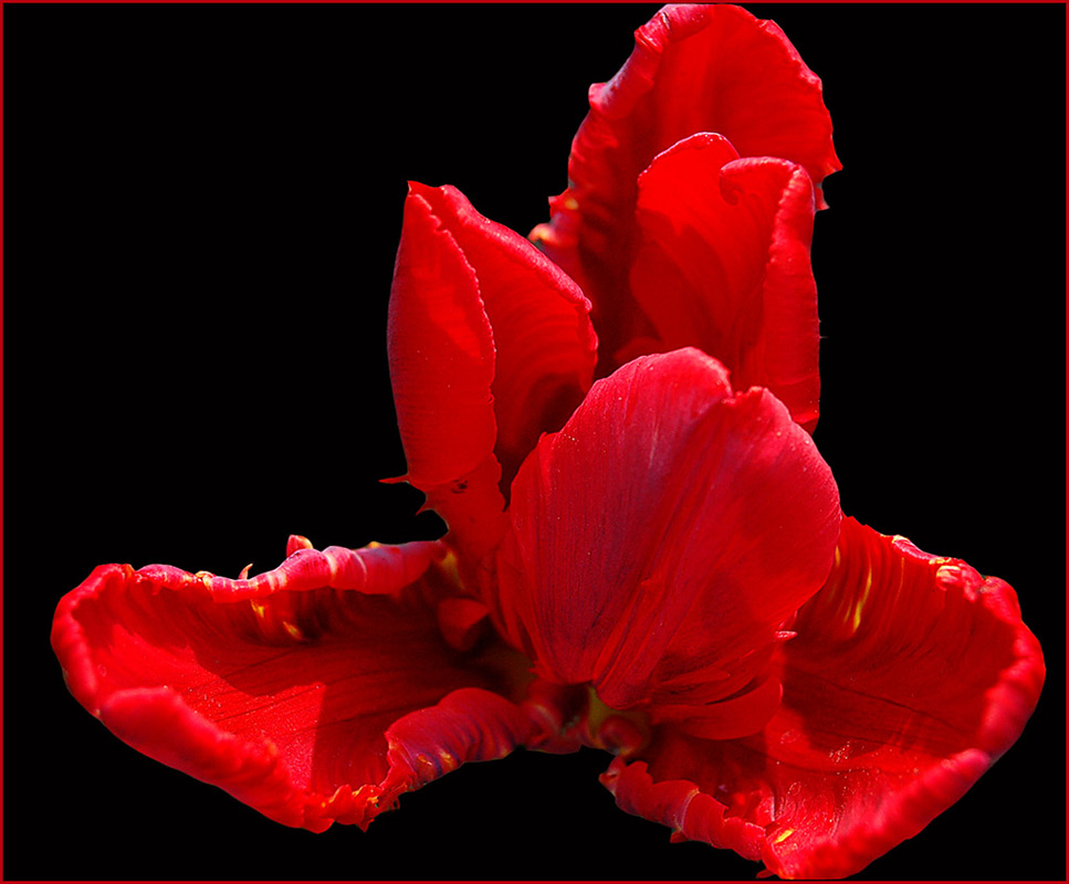 photo "Scarlet flower" tags: nature, macro and close-up, flowers