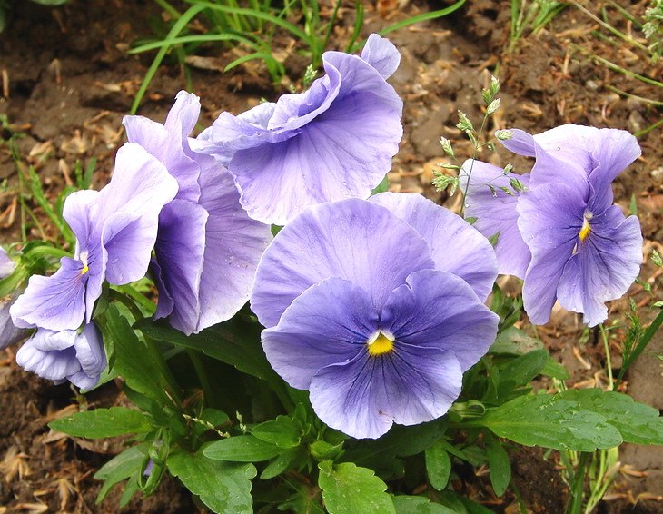 photo "Group of Purple" tags: nature, flowers