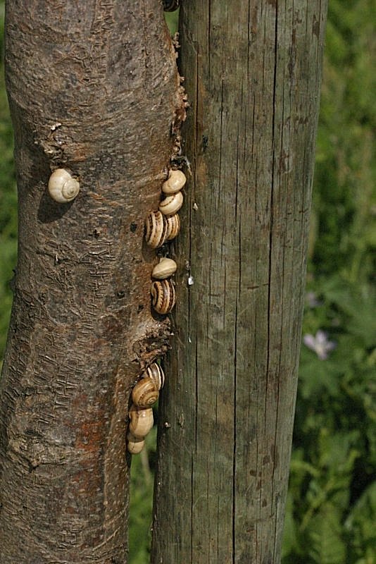 photo "Snails colony II" tags: nature, 