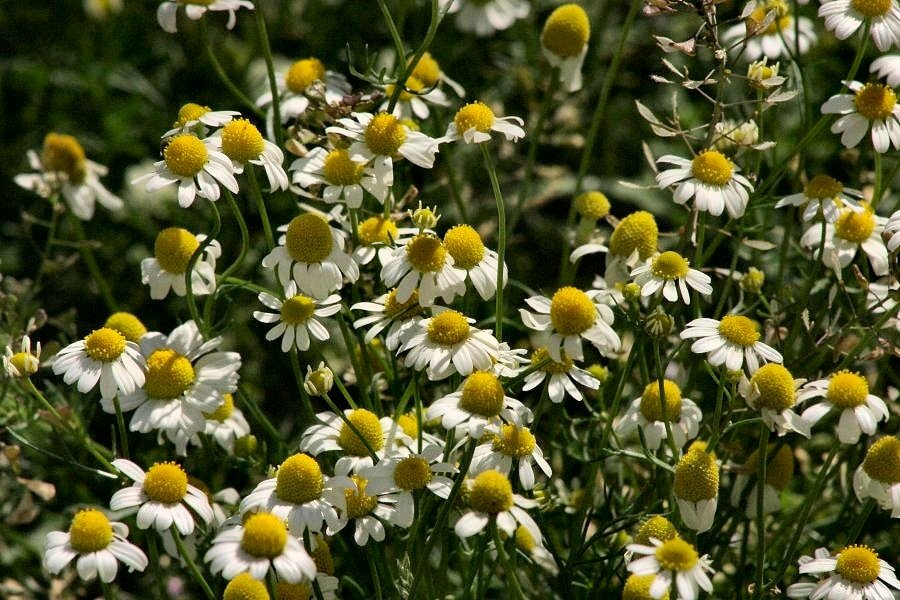 photo "Spring beginning" tags: nature, flowers