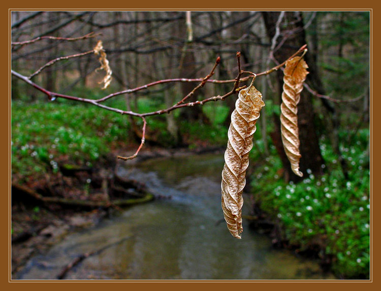 фото "Золото весны" метки: пейзаж, весна