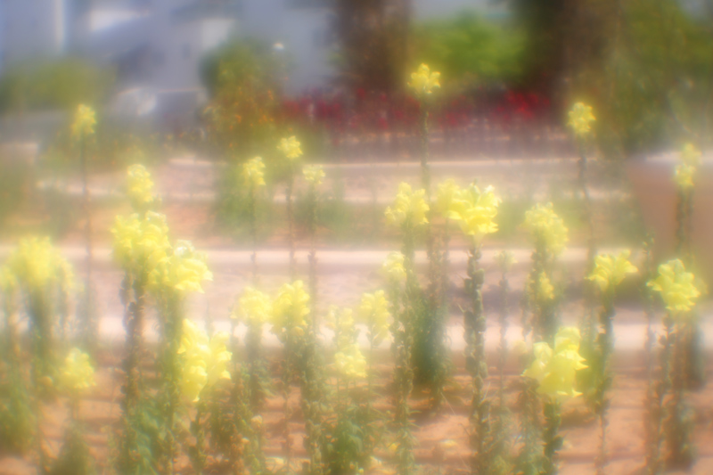 фото "Flowerbed" метки: природа, цветы