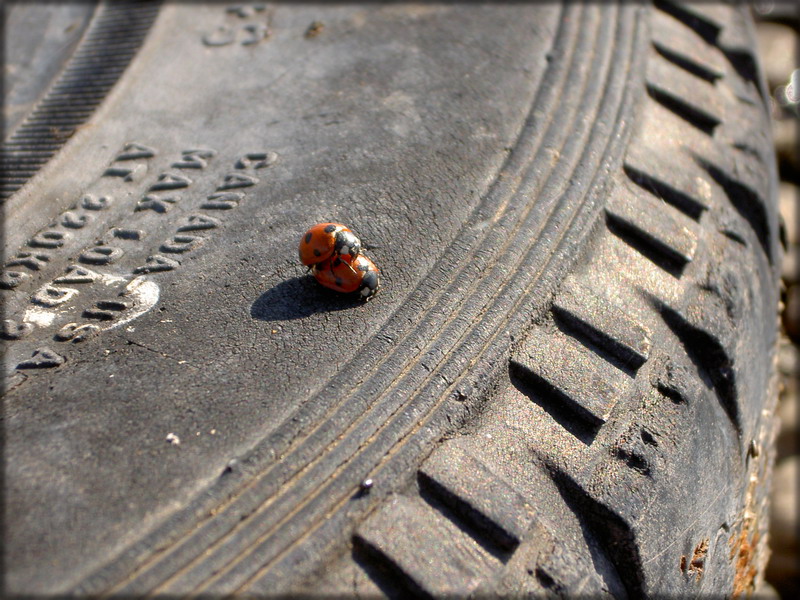 photo "***" tags: macro and close-up, nature, insect