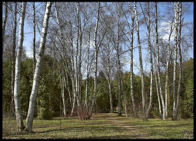 фото "Конец апреля..." метки: пейзаж, природа, весна