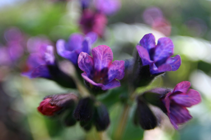 photo "Lungwort" tags: nature, flowers