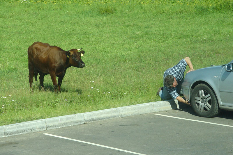 фото "can I help you?" метки: жанр, юмор, 