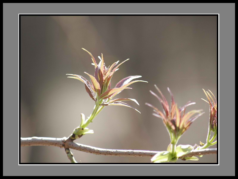 фото "Пробуждение..." метки: природа, цветы