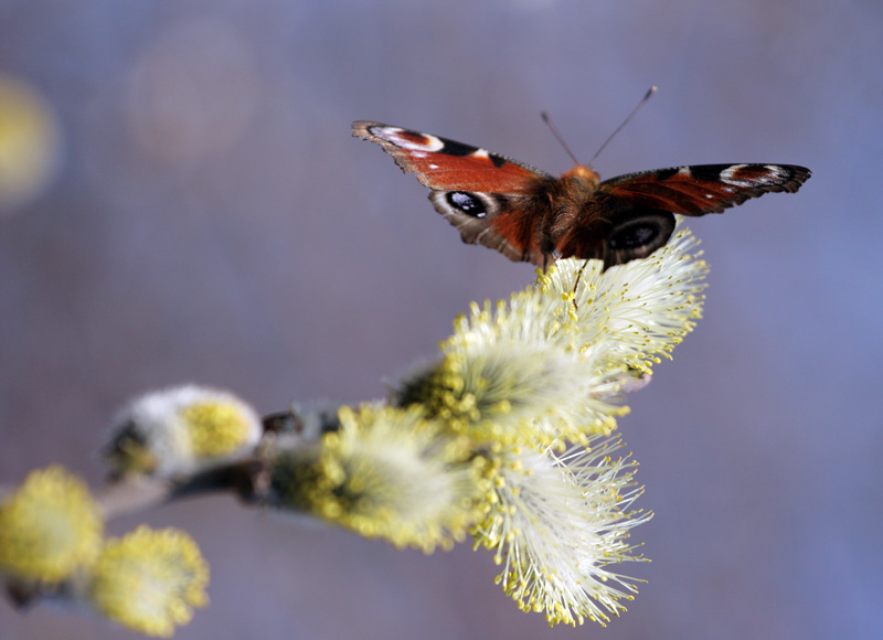 photo "Notes of the spring" tags: nature, flowers, insect