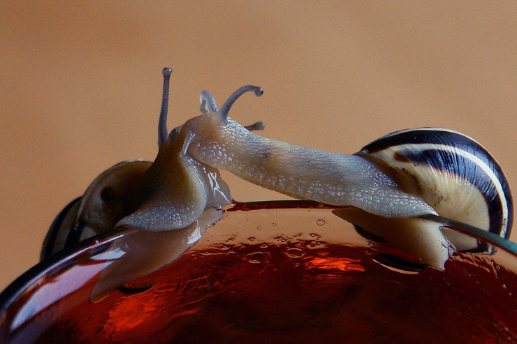 photo "Kiss not glass" tags: macro and close-up, nature, insect