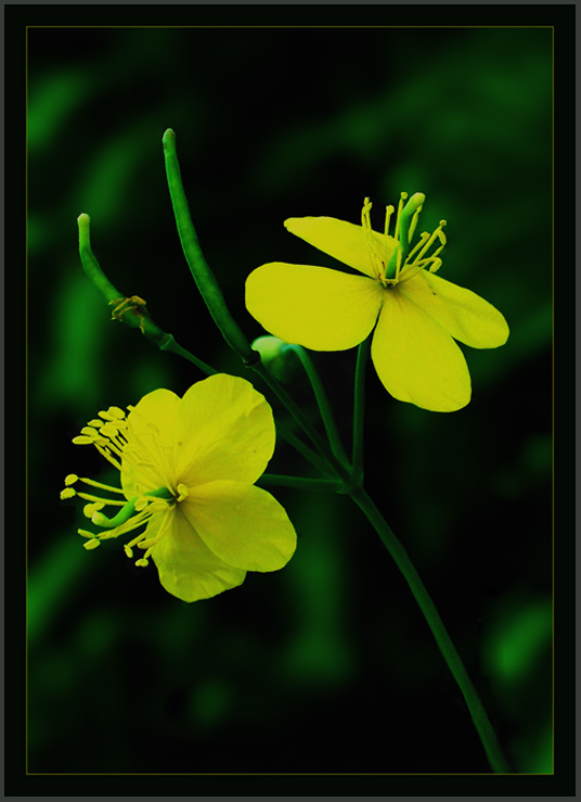 фото "Чистотел" метки: природа, цветы