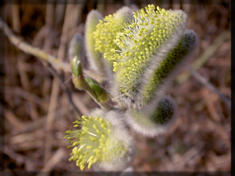 photo "***" tags: macro and close-up, nature, flowers