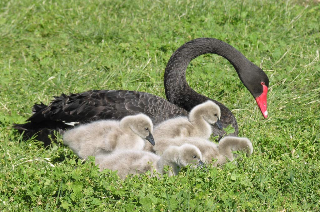 photo "Family shot" tags: portrait, nature, wild animals