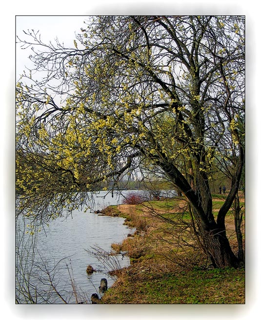 photo "Willow" tags: landscape, spring