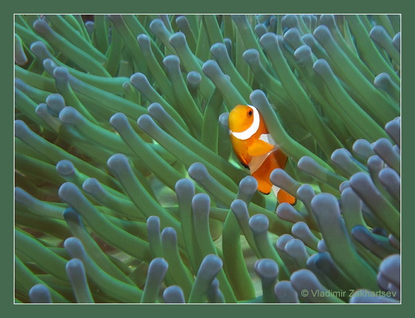 photo "Orange and green" tags: underwater, macro and close-up, 