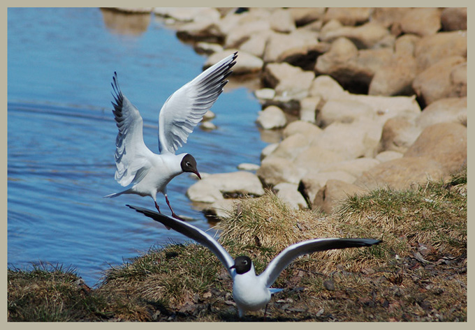 photo "***" tags: nature, landscape, spring, wild animals