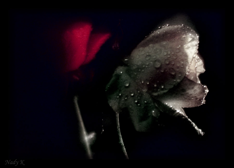 фото "Белая роза эмблема печали..Красная..." метки: природа, цветы