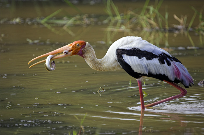 photo "fishing" tags: travel, nature, Asia, wild animals