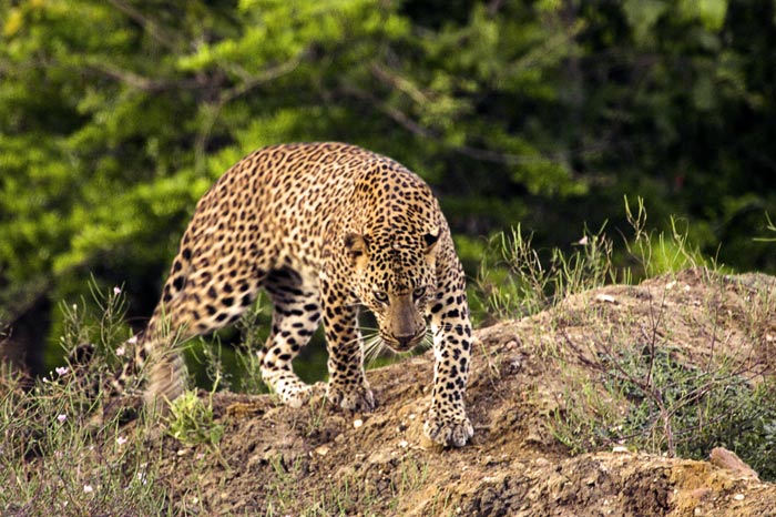 photo "That sometimes it turns out when loudly to shout " kiri-kiri-kiri! "" tags: travel, nature, Asia, wild animals