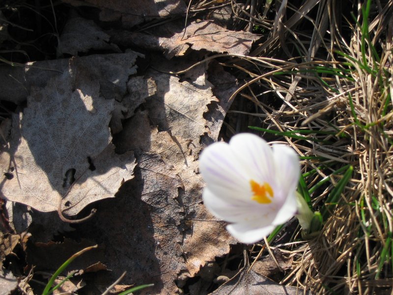 photo "Foglie" tags: landscape, nature, spring