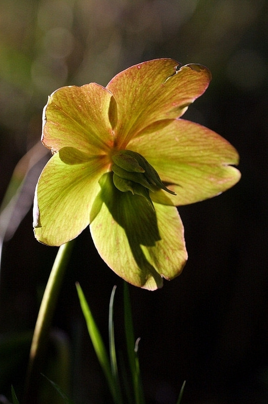 photo "Availaible Light" tags: nature, flowers