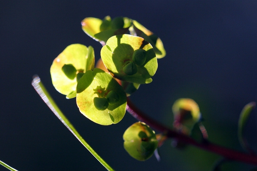 photo "Available Light II" tags: nature, flowers