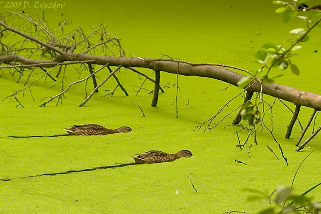 photo "National Synchronized Swimming Team (part II)" tags: nature, humor, wild animals