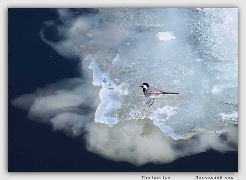 photo "The last ice" tags: nature, wild animals