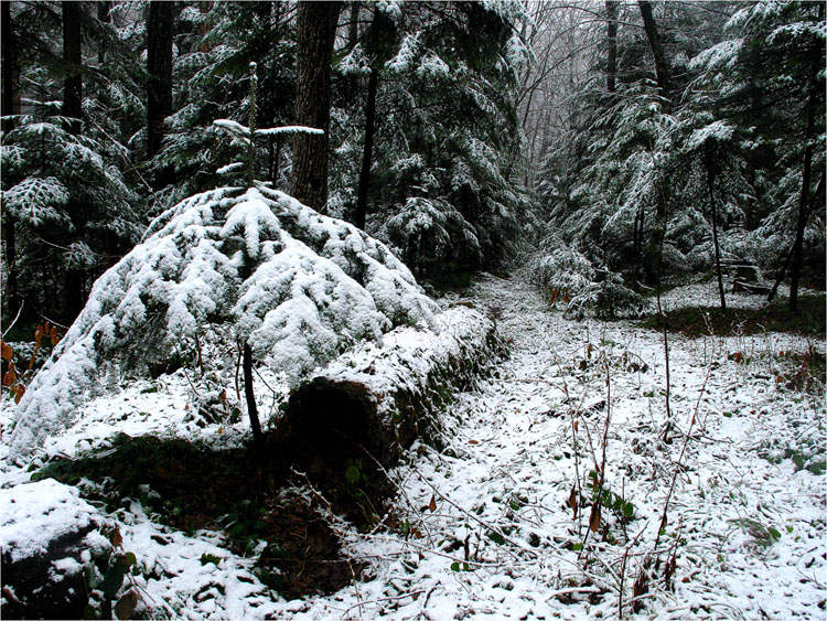 photo "* * *" tags: landscape, forest, spring