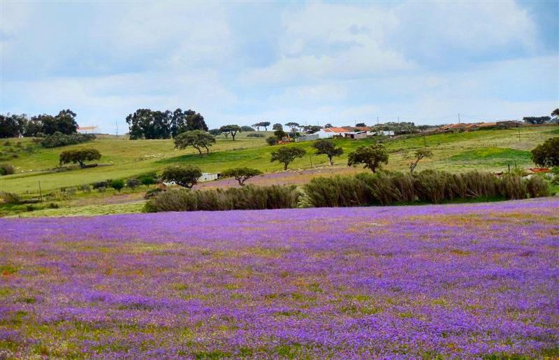 фото "Alentejo" метки: пейзаж, весна