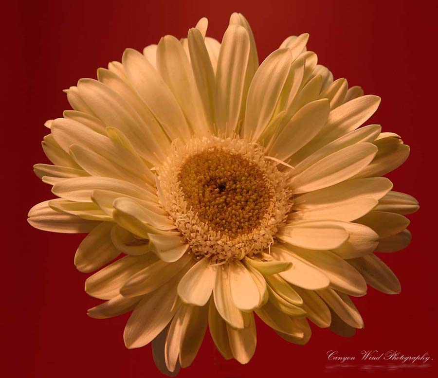 photo ""Grandmas Old Linnen"" tags: nature, macro and close-up, flowers