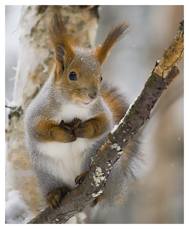 фото "Счастливая белочка и идущий снег" метки: природа, дикие животные