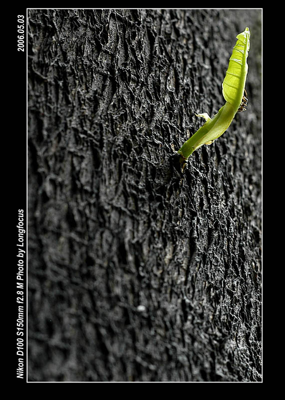 фото "Old Tree" метки: природа, репортаж, цветы