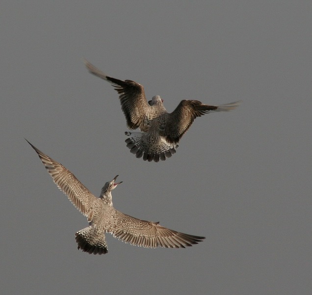 photo "Battle" tags: nature, wild animals