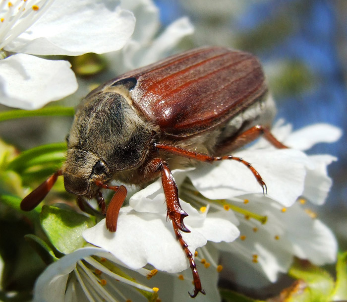 photo "***" tags: macro and close-up, nature, insect